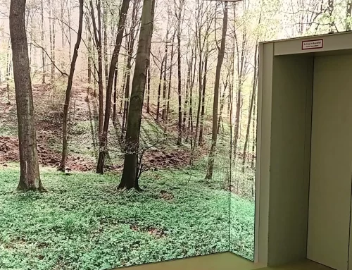 Mitten im Wald FR